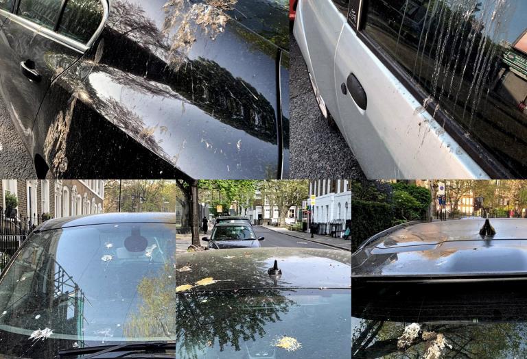 Ford’dan kuş pisliklerine karşı sıra dışı boya koruma yöntemi